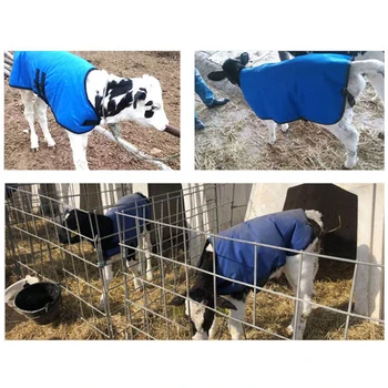 Vaca Bezerro Colete Bezerro de protecção contra o Frio Brasão Terno Térmica Gado Oxford Tecido de Revestimento do Vento-Prova e à Prova de Água Bezerro de Roupas Quentes