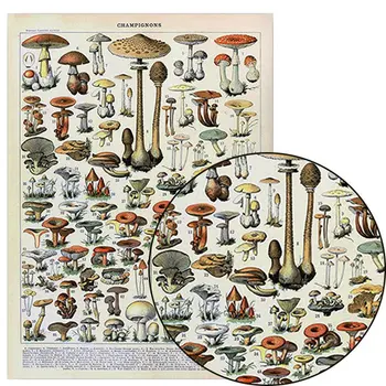 Vintage Adolphe Millot Enciclopédia Cartazes Borboleta Cogumelos, Ervas, Flores, Insetos Clássico Pinturas Em Tela, Adesivos De Parede